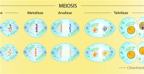 difference between meiosis 1 and meiosis 2|Meiosis: Definition, Stages, & Purpose with Diagram.
